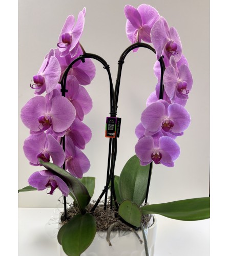 Purple Double Orchid. An arrangement by Very's Flowers.