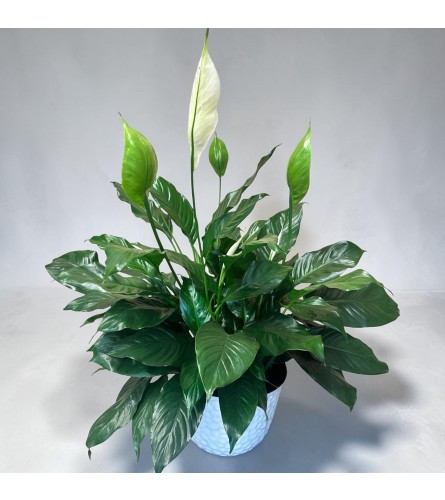Perfect Peacelily. An arrangement by DMP Flowers and Gifts.