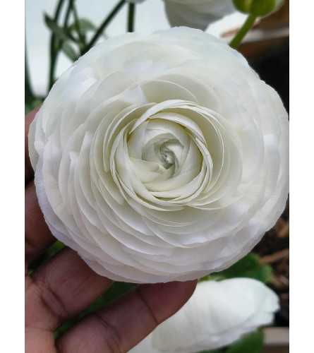 White Ranunculus on a Comb for Hair. An arrangement by Flowers by Priscilla.