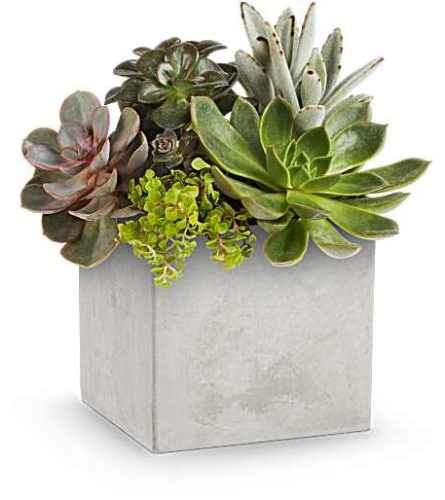 Concrete Oasis Succulent Garden. An arrangement by Flowers of Jacksonville.