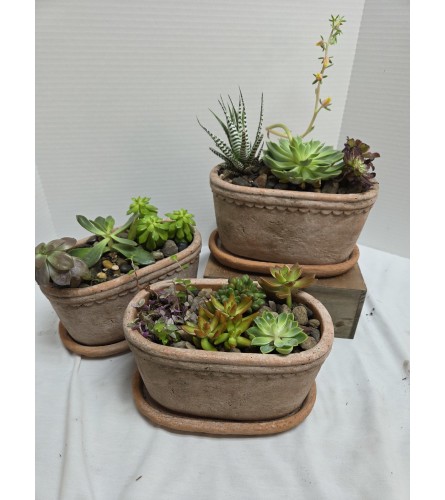 Artisan Oval Terracotta Succulent Garden. An arrangement by Donato's Floral.