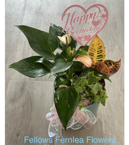 Birthday Wishes Planter, by Fellows. An arrangement by Fellows Fernlea Flowers.