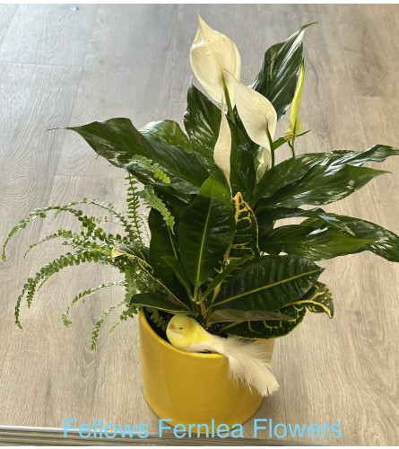 Little Ray of Care Planter by Fellows. An arrangement by Fellows Fernlea Flowers.