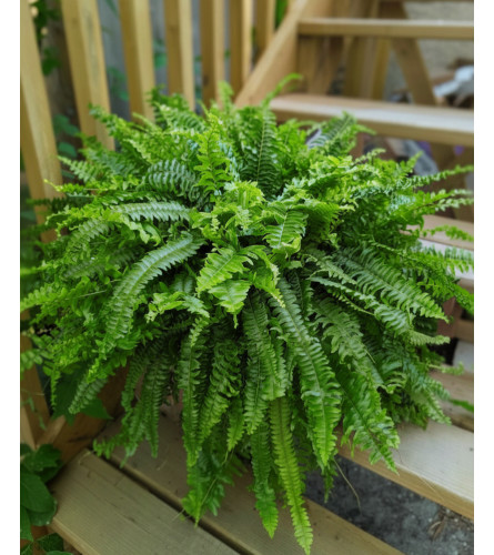 Deluxe Boston Fern. An arrangement by Osborne Florist.