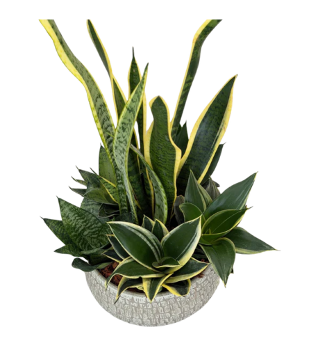 Sophisticated Succulent Garden - Standard. An arrangement by Loyalist Flowers.