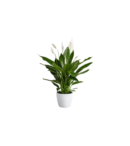 Peace Lily. An arrangement by Anne Marie Rose Floral Design.