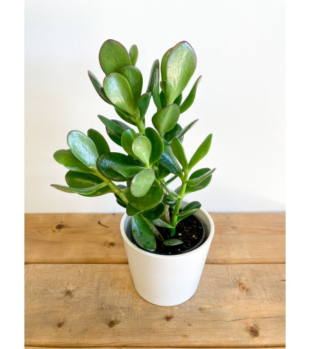 4 Potted Jade Plant. An arrangement by Mayfield Flowers.