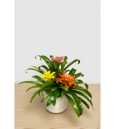 Triple Bromeliad. An arrangement by The Farmers Petals.
