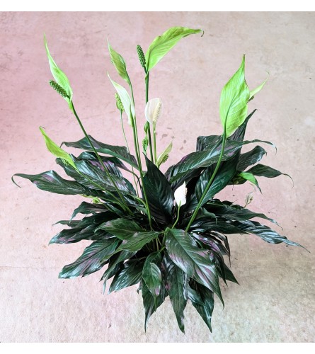 6 Peace Lily. An arrangement by Block Farms Flowers.