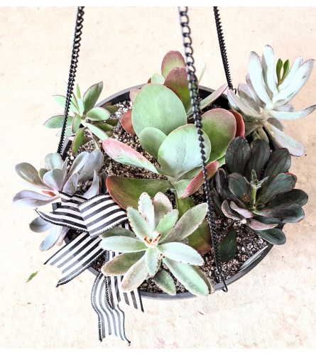 10 Hanging succulent Dishgarden. An arrangement by Block Farms Flowers.