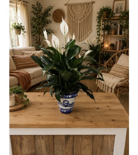 Peace Lily In Hand Painted Terracotta Pot - Blue and White. An arrangement by Petals and Co..