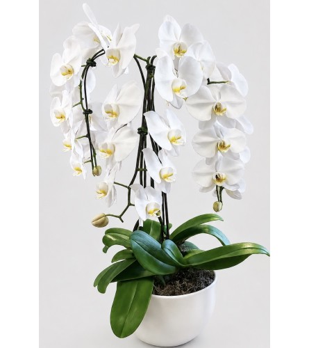 cascading Orchid glory. An arrangement by Floral Factory.