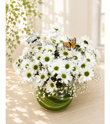 Daisies in Morning Light. An arrangement by Floral Lady Design Studio LLC.