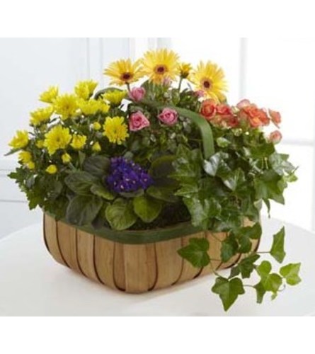 Gentle Blossoms Basket. An arrangement by Fendley Florists.