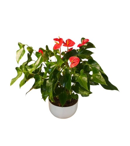 Lush Red Anthurium Bowl Planter. An arrangement by Loyalist Flowers.