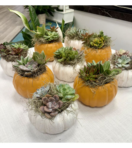 Pumpkin Patch dish garden white. An arrangement by Deep Creek Floral.