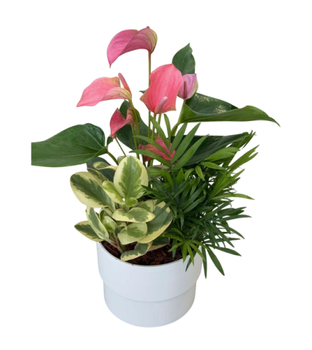 Manon Mixed Anthurium Planter. An arrangement by In Bloom.