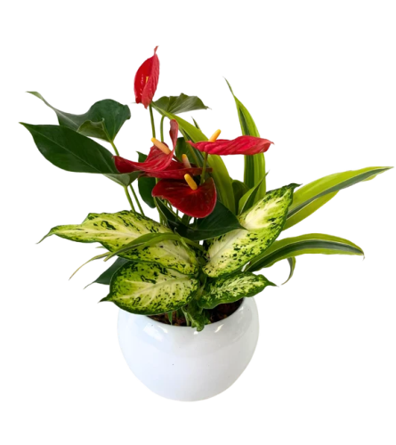 Rounded Anthurium Planter. An arrangement by In Bloom.
