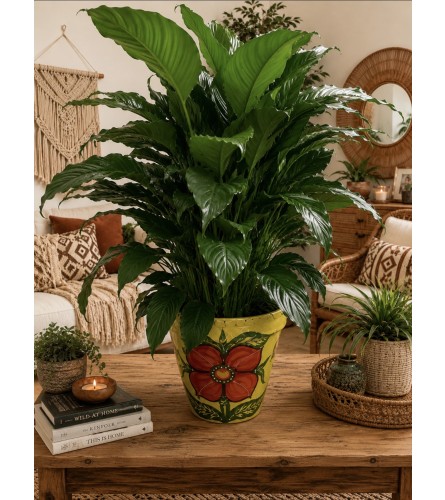 8 Peace lily in hand painted terracotta pot. An arrangement by Petals and Co..