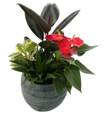 Beauty Ficus Tropical Planter. An arrangement by The Garden Gate Gifts and Florals.