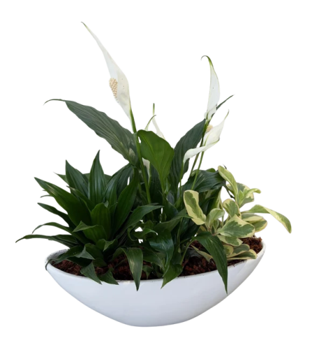 Ceramic Boat Peace Lily Planter. An arrangement by The Garden Gate Gifts and Florals.