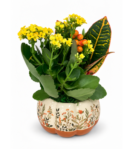 Nutmeg Floral Pumpkin Garden - Yellow Kalanchoe. An arrangement by Lori's Hearts and Flowers.