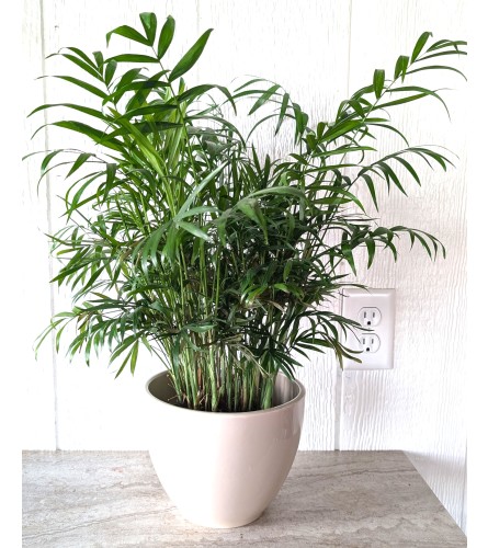 6 Palm Plant. An arrangement by Block Farms Flowers.