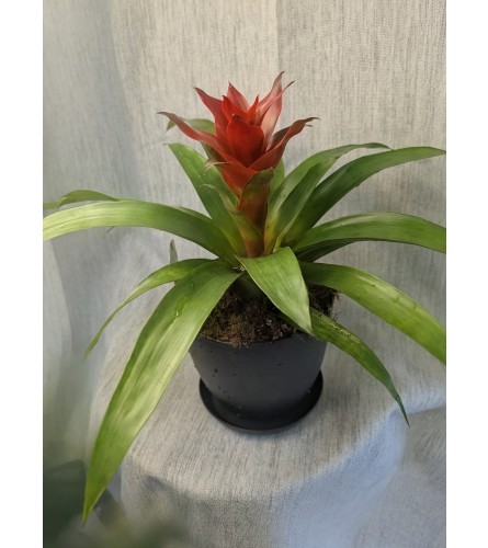 Blooming Bromeliad. An arrangement by Osborne Florist.