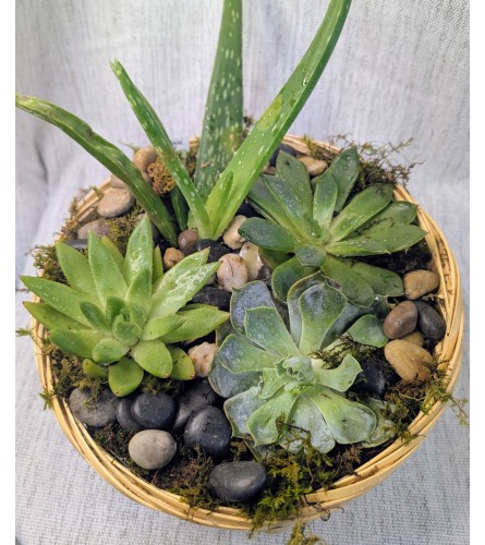 Perfect Succulent. An arrangement by Osborne Florist.