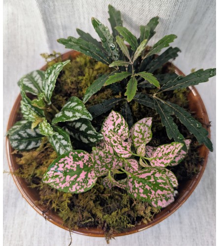 Itty Bitty Collection - Tropical Plant Bowl. An arrangement by Osborne Florist.
