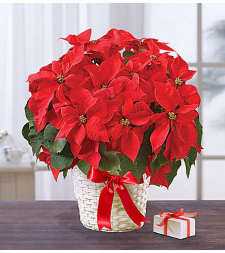 Poinsettia Plant