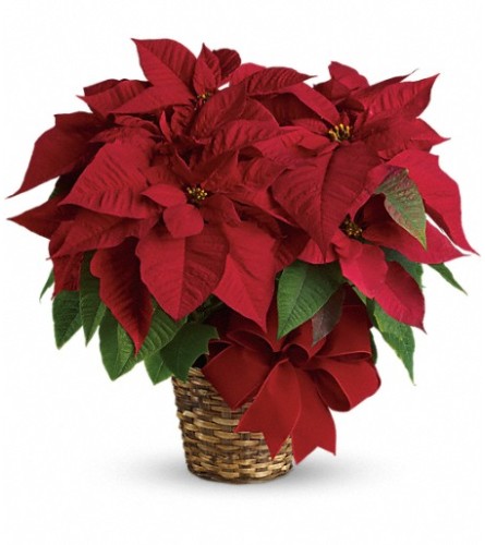 Red Poinsettia