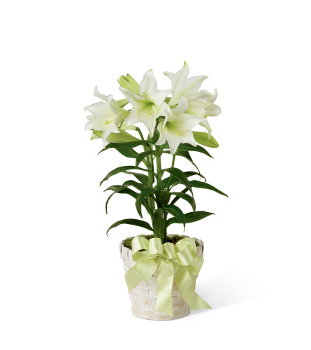 The FTD® Easter Lily Plant