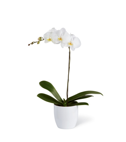 The FTD® White Orchid Ceramic Planter