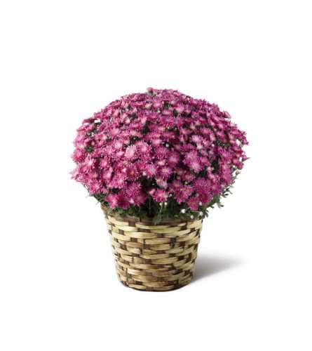 The FTD® Devotion™ Pink Mum