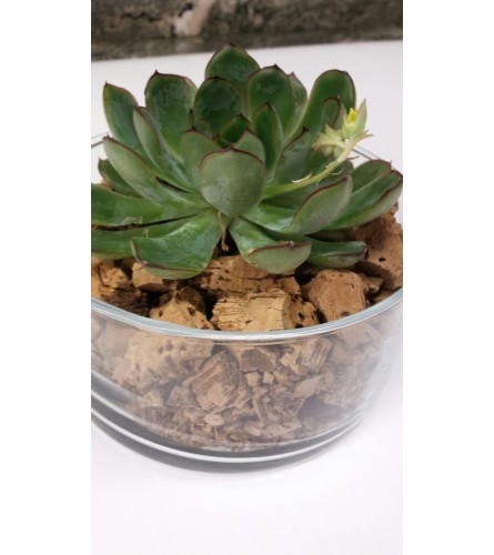 Succulent Dish
