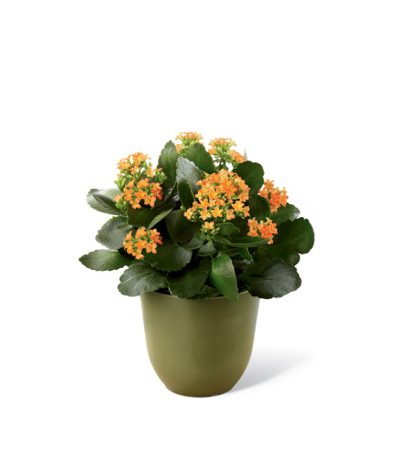 The FTD® Kalanchoe