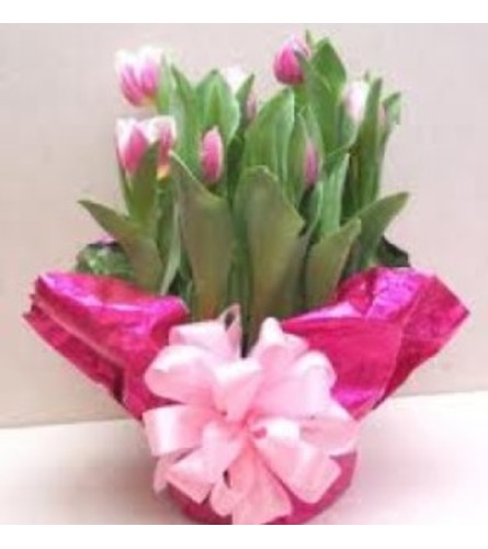 Potted Tulip Plant