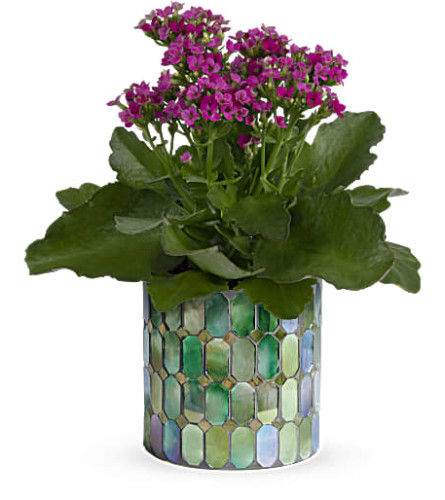 Teleflora's Memorable Mosaic Plant