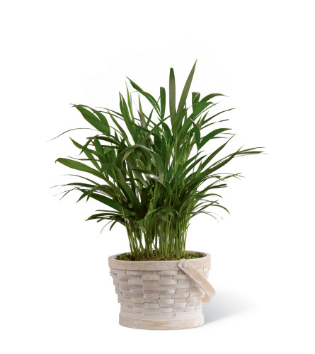 The FTD® Deeply Adored™ Palm Planter