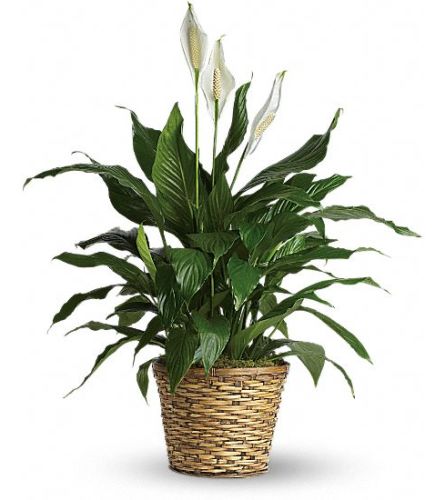 peaceful spathiphyllum