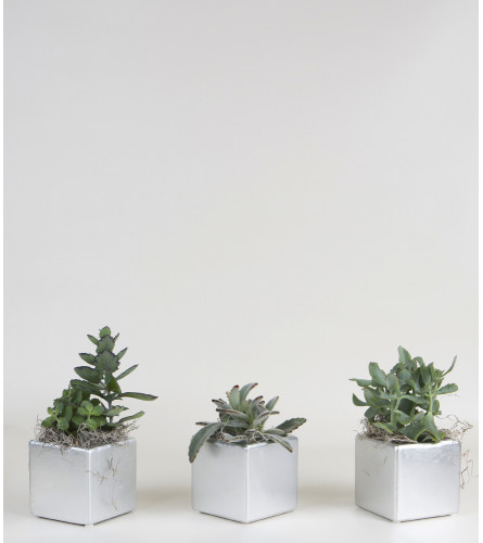 Set of 3 Plants