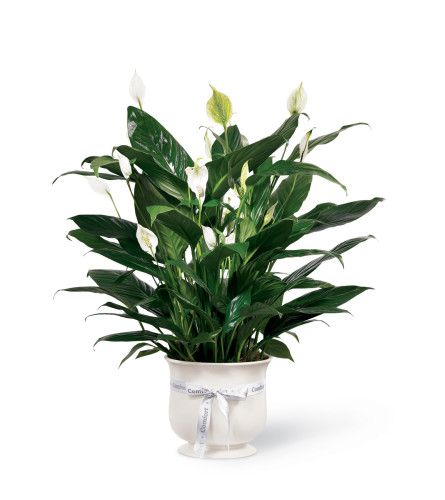 The FTD® Comfort Planter