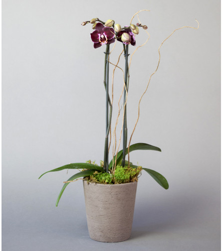Sunnyside Gardens Double Stemmed Orchid Plant