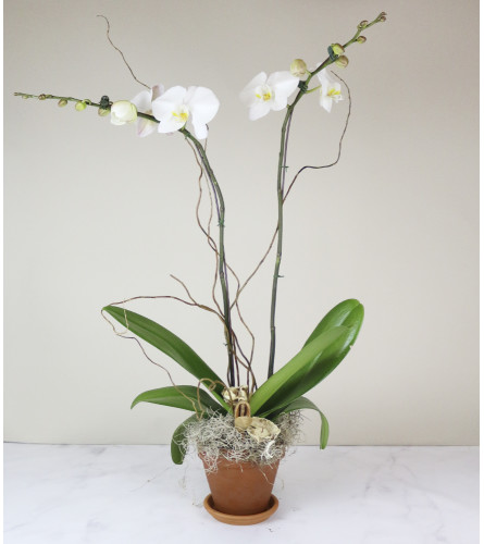 Old City's Classic Orchid
