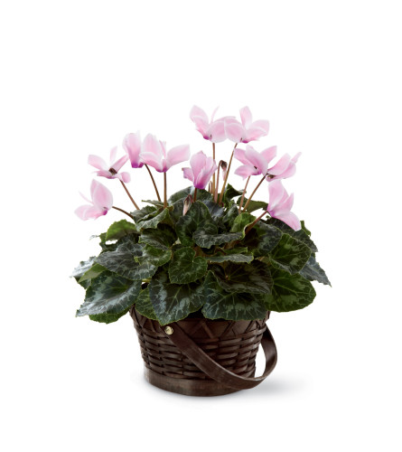 The FTD® Pink Cyclamen