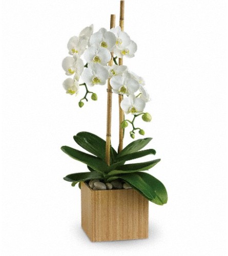 White Phalaenopsis Orchid