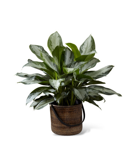 The FTD® Chinese Evergreen