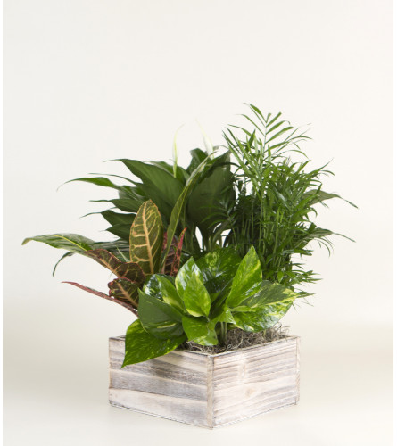 Plant Garden in Wooden Box