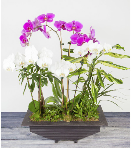 Deluxe Orchid Planter